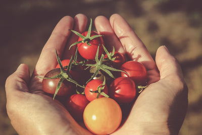 Top 3 Must-try Tomato Recipes (Vegan + Gluten-Free)