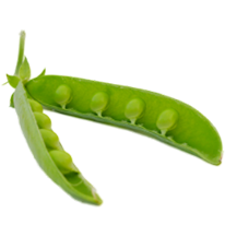 Organic Pea Protein